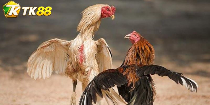 Đá gà TK88 vận hành theo bảng sự kiện trong ngày