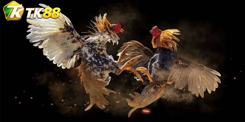 Mã trận và màu góc tạo hệ thống nhận diện xuyên suốt