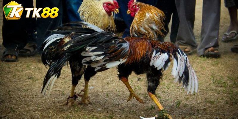 Bảng cửa Butcher vận hành theo tín hiệu trạng thái