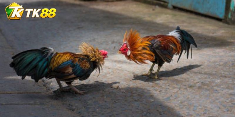 Dấu hiệu đọc thế trận khi thể lực suy giảm