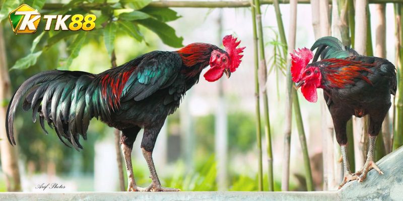 Đá Gà Brown Red: Dáng Đấu Và Cách Xác Định Kết Quả Dễ Hiểu